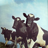 ATOM HEART MOTHER