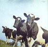 ATOM HEART MOTHER